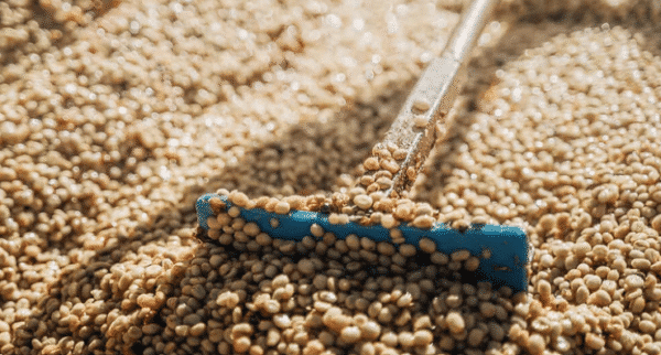 Costa Rica, Cedrela - Light Roast - Black Honey Process - Image 3