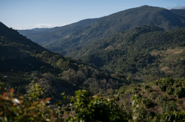 Costa Rica, Cedrela - Light Roast - Black Honey Process - Image 2