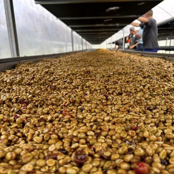 XOXO Gossip Girl - Costa Rica, Honey Process - Light Roast - Image 2