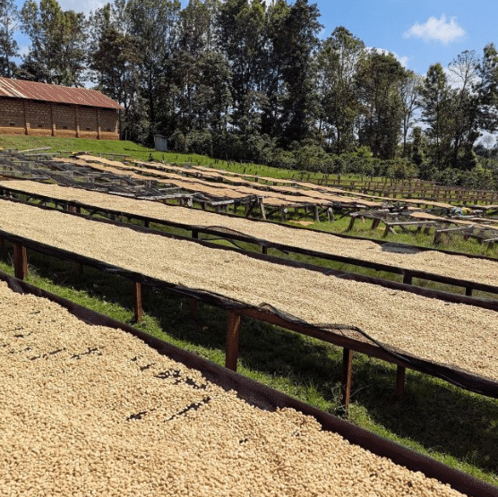 Kenya, Meru - Washed Process - Light Roast - Image 4
